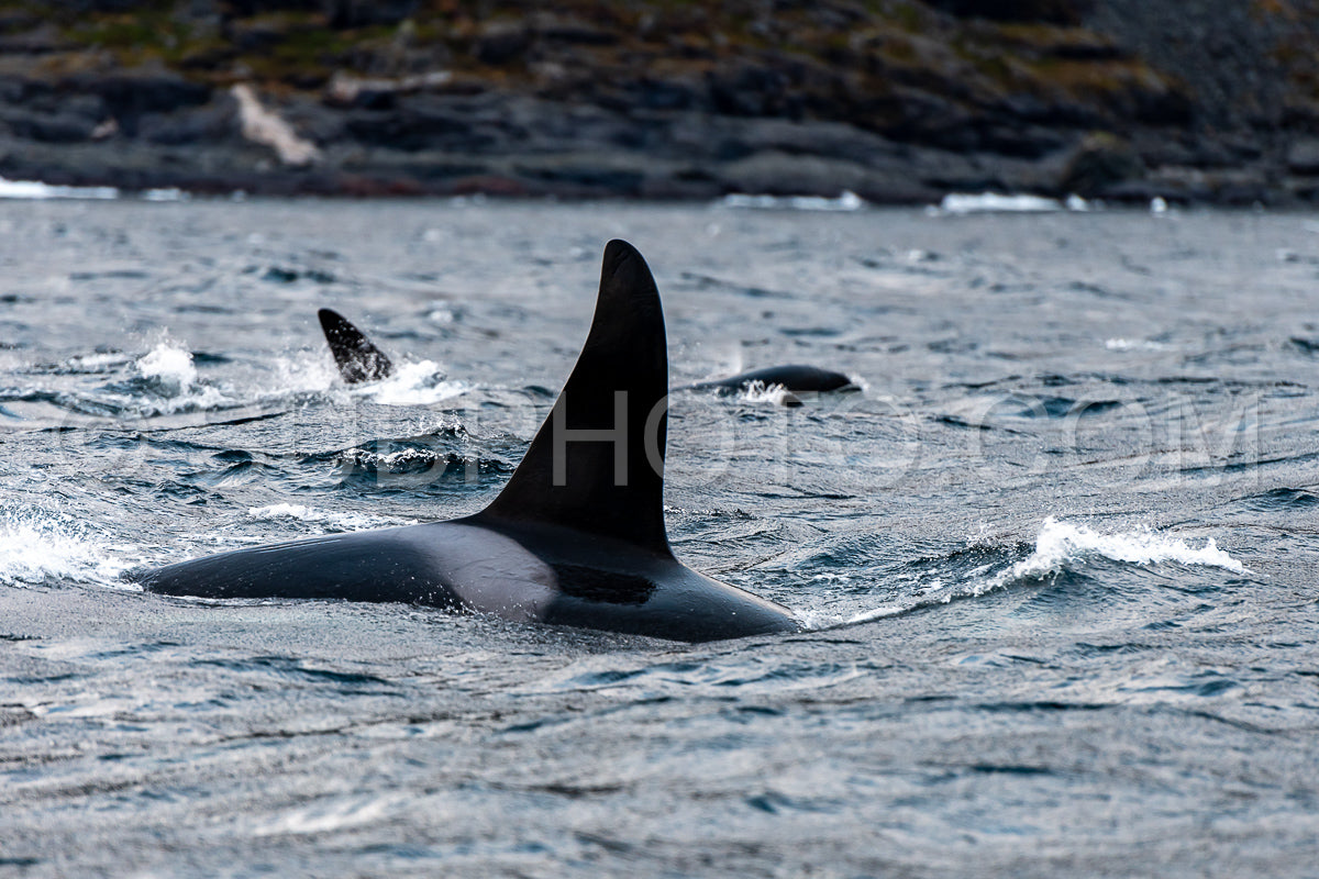 orcas or killer whales in Kvænangen fjord in Norway hunting for herrings
