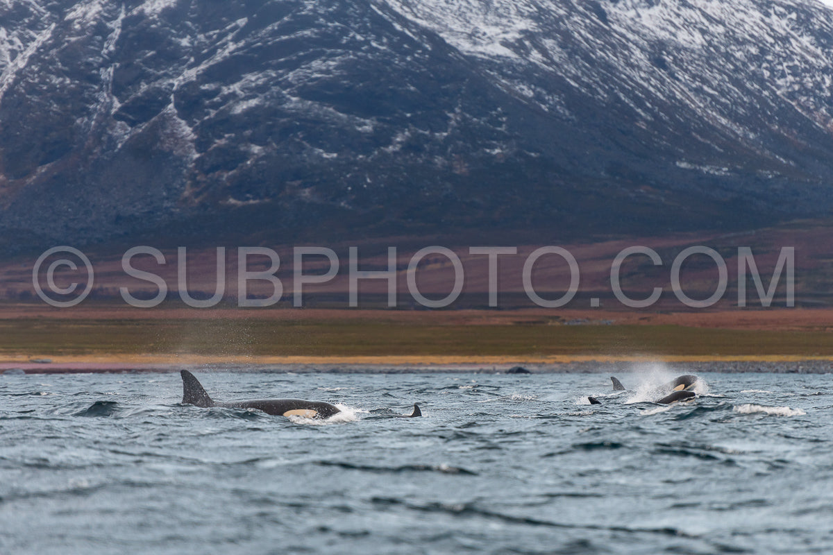 orcas or killer whales in Kvænangen fjord in Norway hunting for herrings