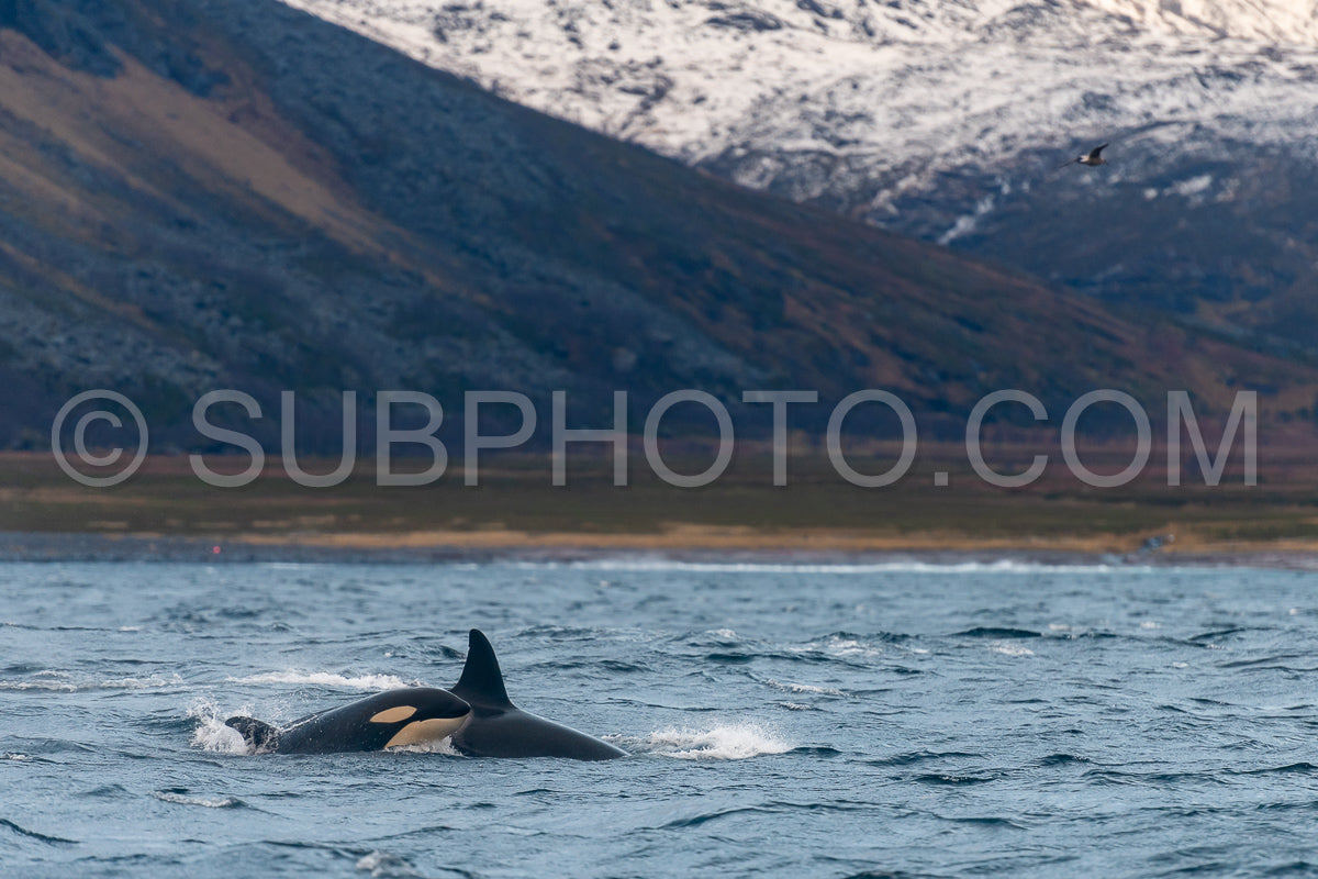 orcas or killer whales in Kvænangen fjord in Norway hunting for herrings