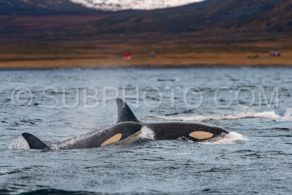 Photo de orques ou épaulards dans le fjord de Kvaenangen en Norvège chassant des harengs