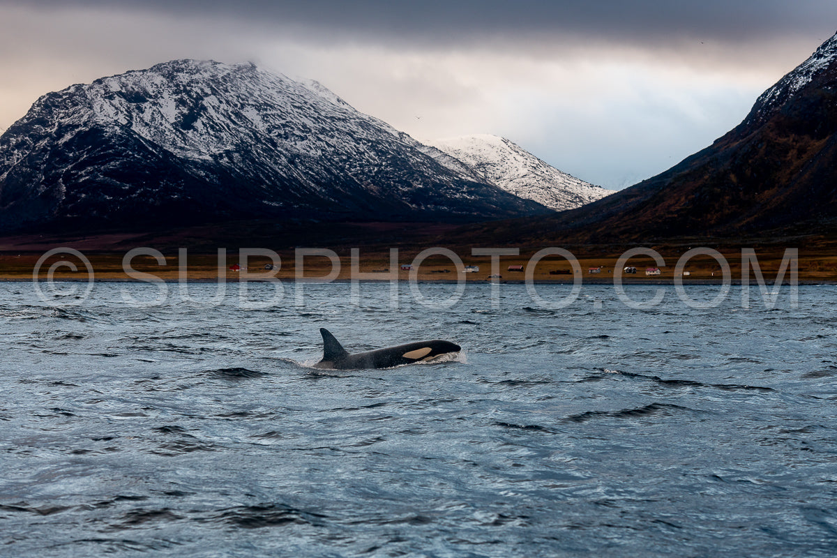 orcas or killer whales in Kvænangen fjord in Norway hunting for herrings