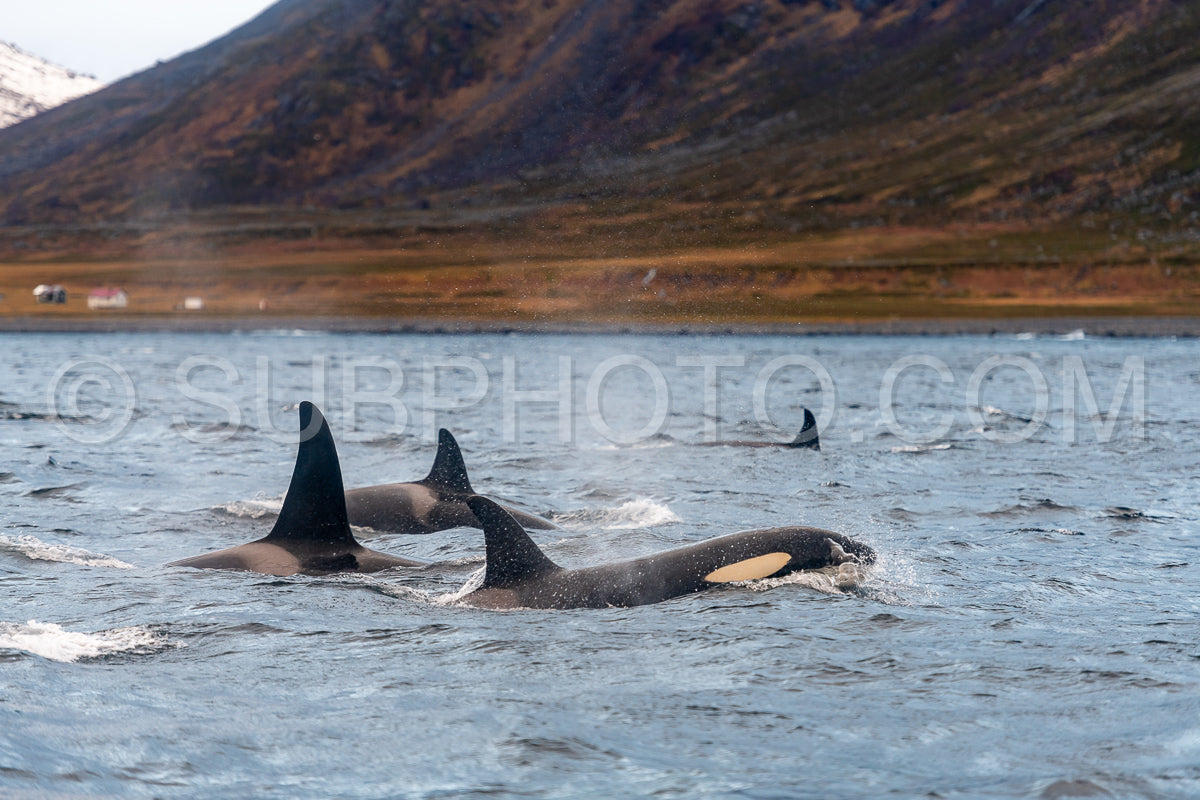 orcas or killer whales in Kvænangen fjord in Norway hunting for herrings