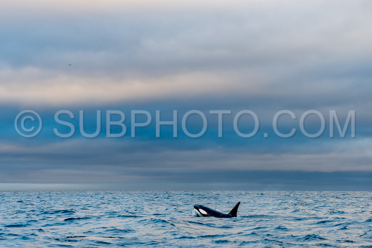 orcas or killer whales in Kvænangen fjord in Norway hunting for herrings