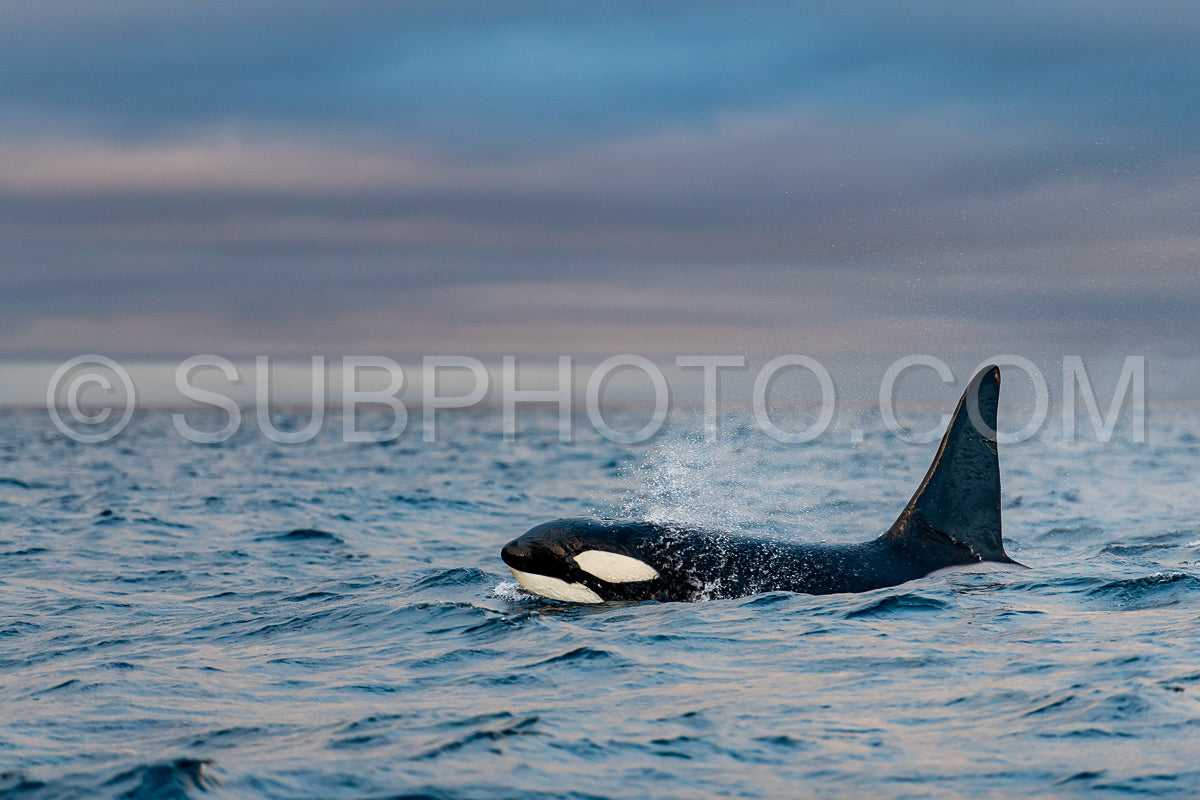 orcas or killer whales in Kvænangen fjord in Norway hunting for herrings