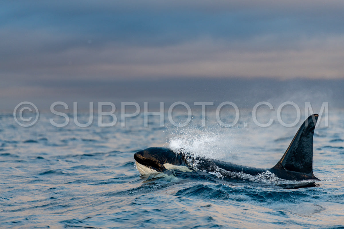 orcas or killer whales in Kvænangen fjord in Norway hunting for herrings