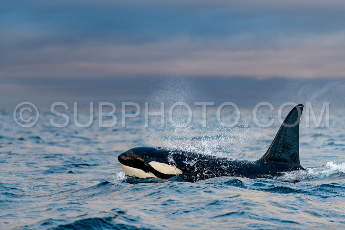 orcas or killer whales in Kvænangen fjord in Norway hunting for herrings