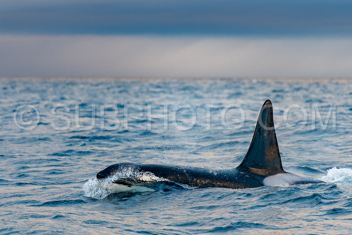 orcas or killer whales in Kvænangen fjord in Norway hunting for herrings
