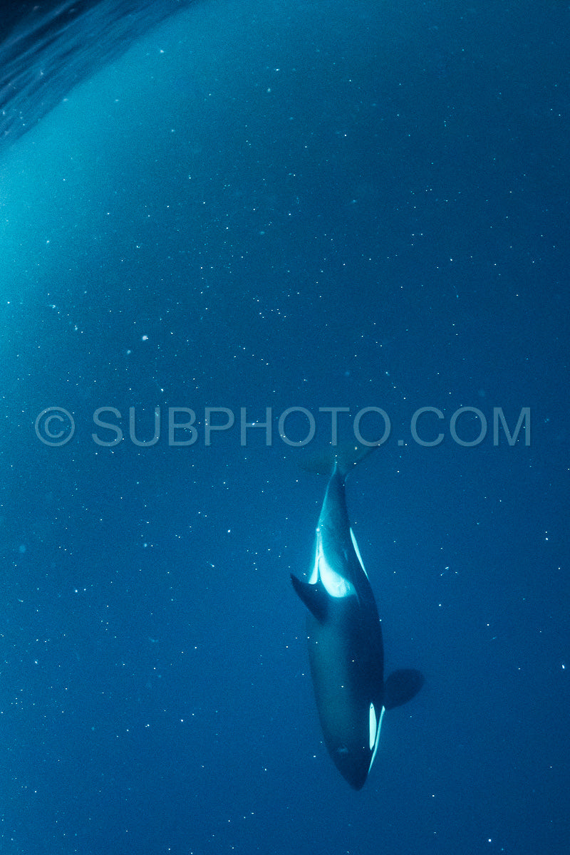 orcas or killer whales in Kvænangen fjord in Norway hunting for herrings