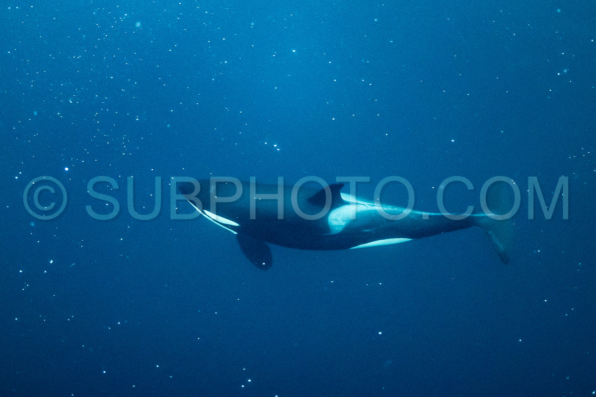 orcas or killer whales in Kvænangen fjord in Norway hunting for herrings