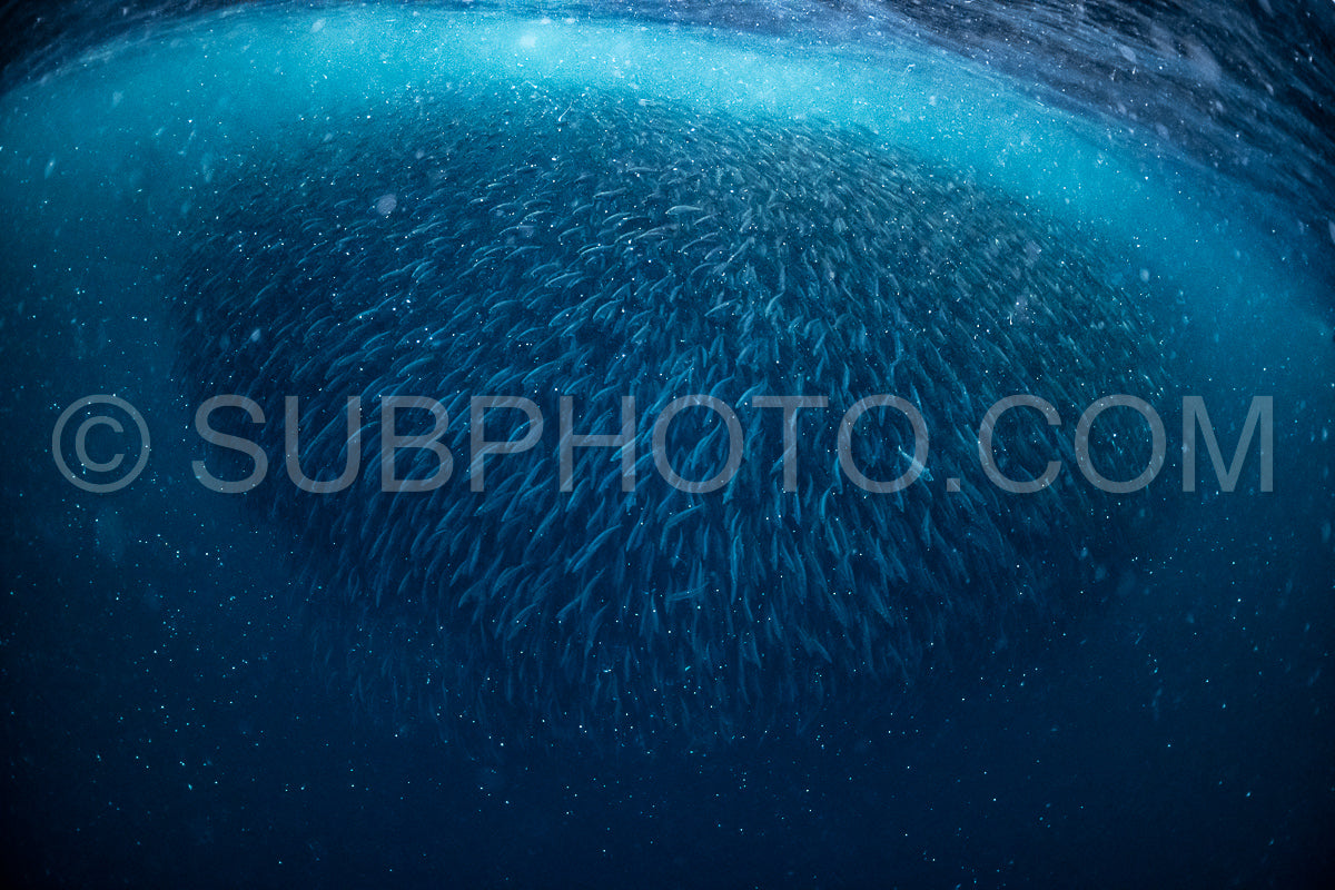 orcas or killer whales in Kvænangen fjord in Norway hunting for herrings