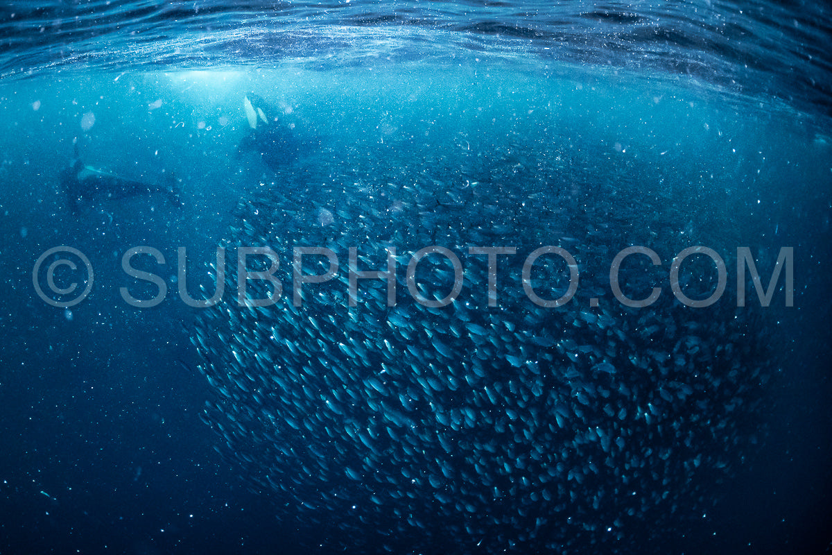orcas or killer whales in Kvænangen fjord in Norway hunting for herrings