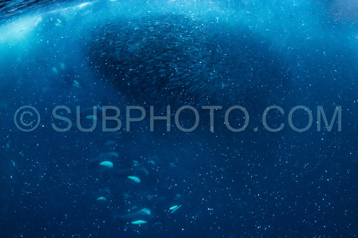 orcas or killer whales in Kvænangen fjord in Norway hunting for herrings