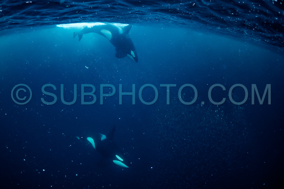 orcas or killer whales in Kvænangen fjord in Norway hunting for herrings