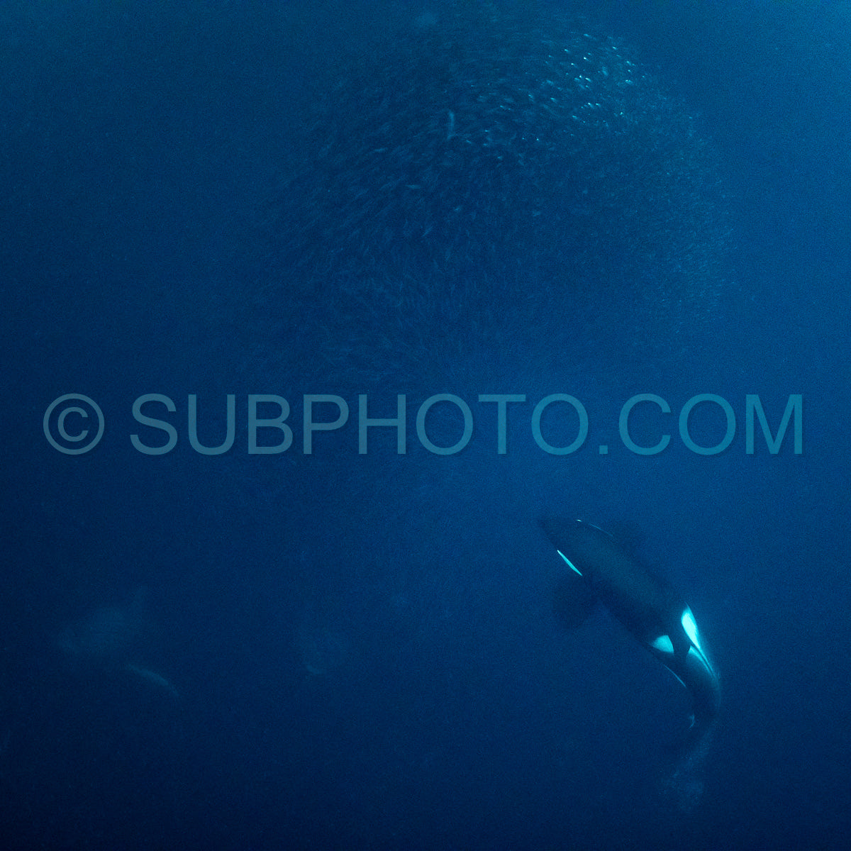 orcas or killer whales in Kvænangen fjord in Norway hunting for herrings