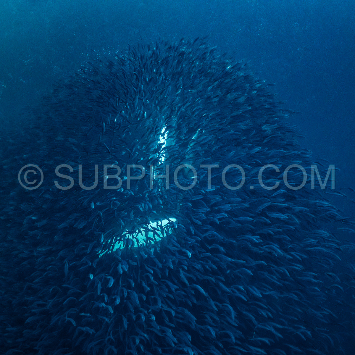 humpback whales in Kvænangen fjord in Norway hunting for herrings