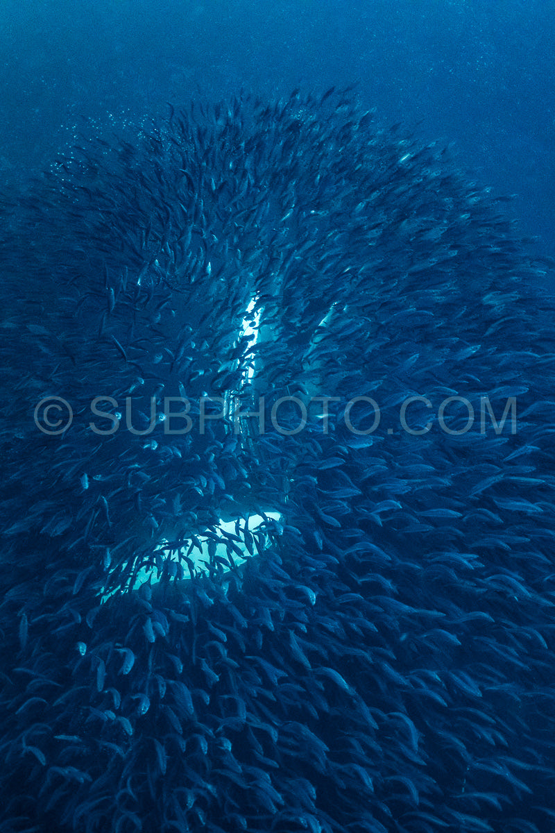 Photo de Baleines à bosse dans le fjord de Kvaenangen en Norvège chassant des harengs