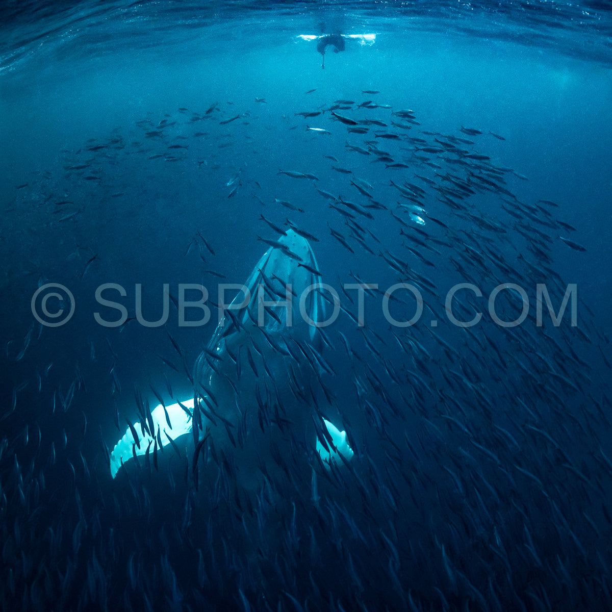 Photo de Baleines à bosse dans le fjord de Kvaenangen en Norvège chassant des harengs