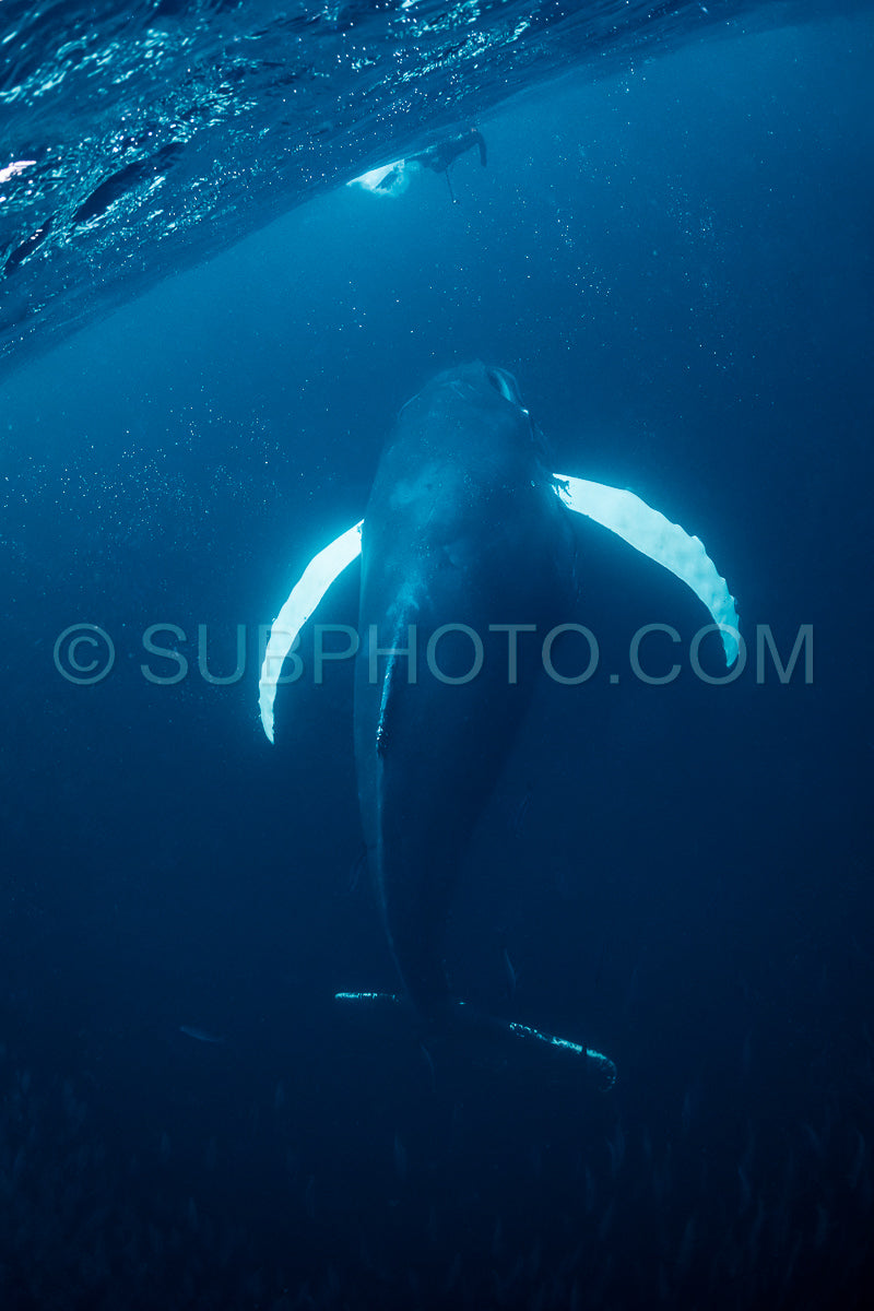 humpback whales in Kvænangen fjord in Norway hunting for herrings