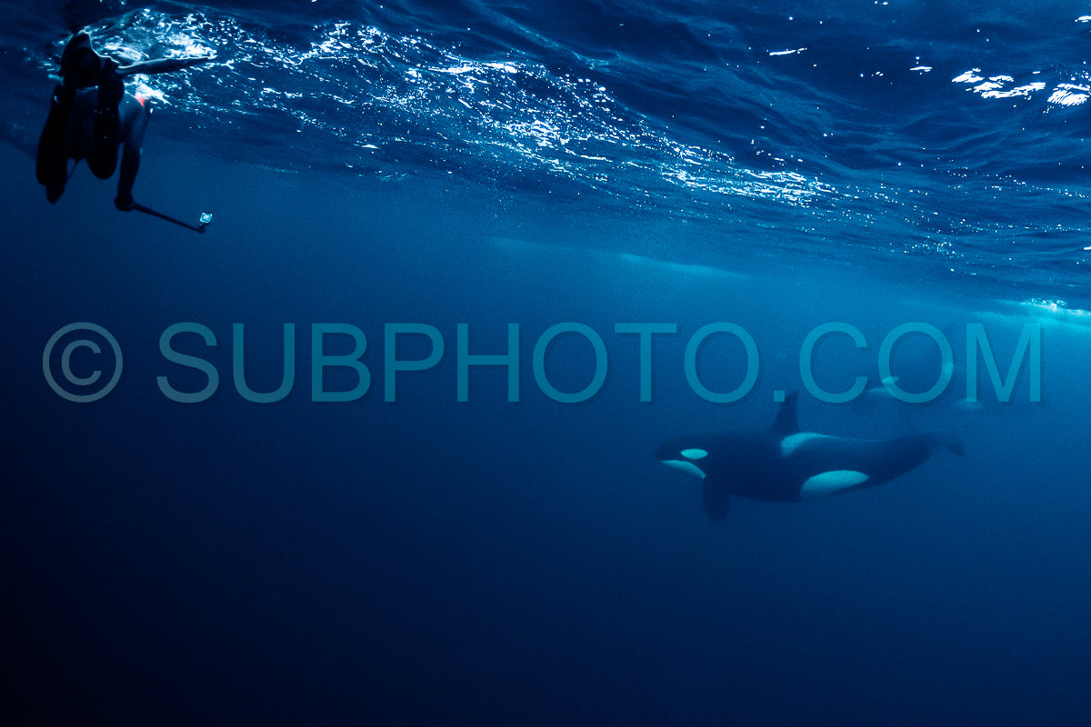 orcas or killer whales in Kvænangen fjord in Norway hunting for herrings