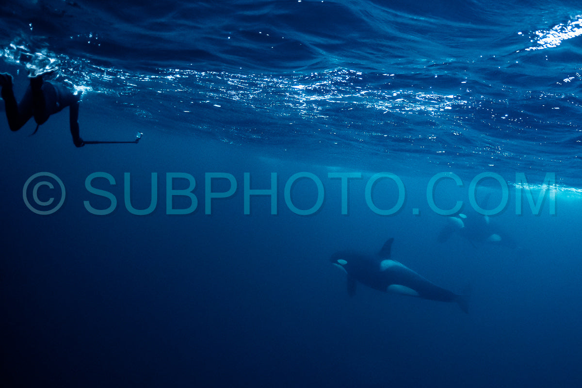 orcas or killer whales in Kvænangen fjord in Norway hunting for herrings