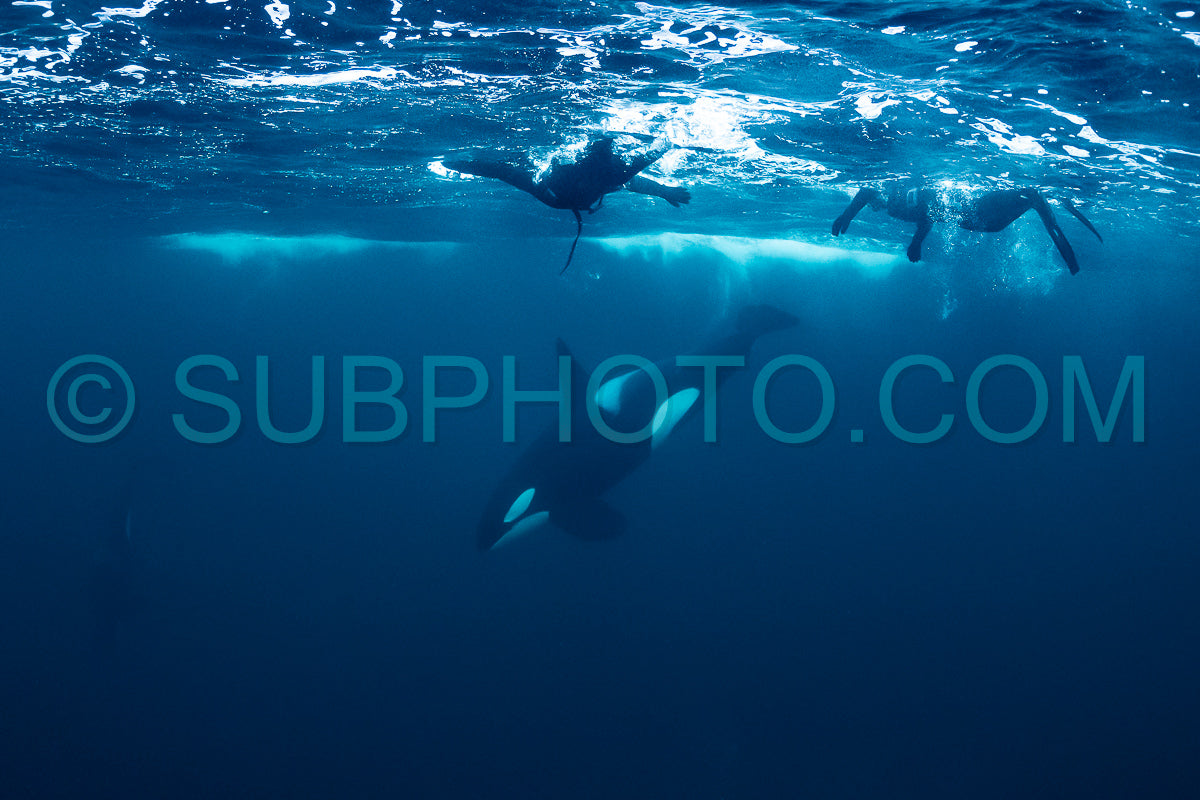 orcas or killer whales in Kvænangen fjord in Norway hunting for herrings
