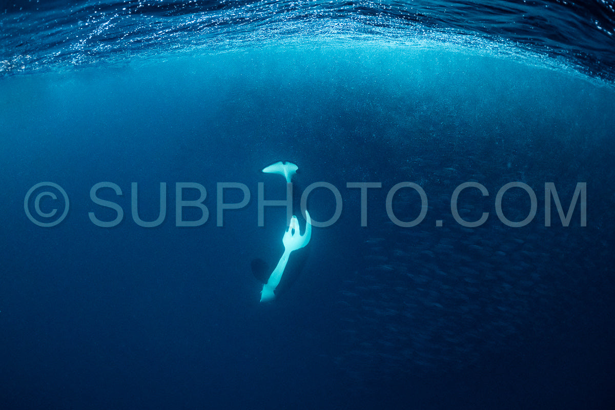 orcas or killer whales in Kvænangen fjord in Norway hunting for herrings