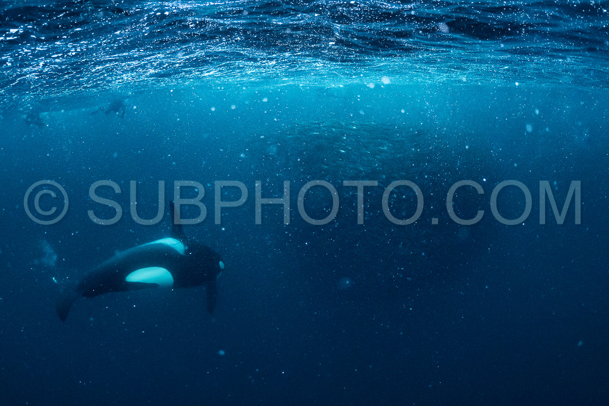 orcas or killer whales in Kvænangen fjord in Norway hunting for herrings