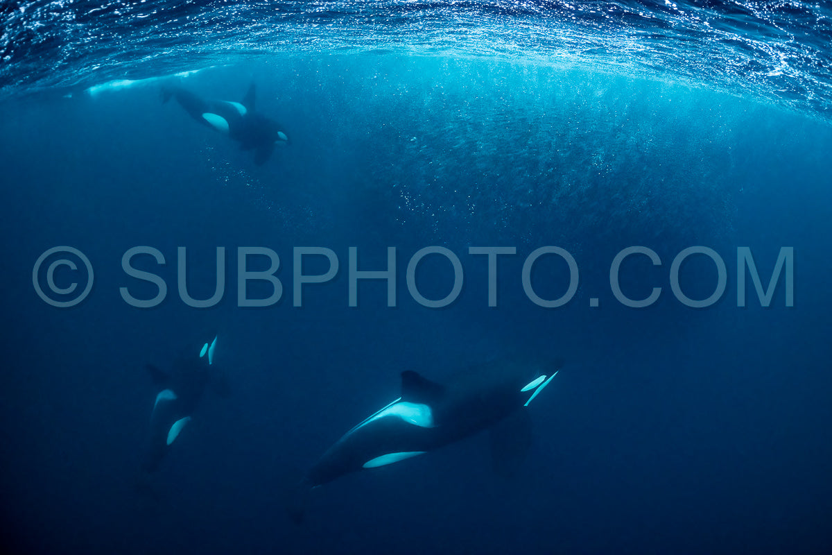 Photo de orques ou épaulards dans le fjord de Kvaenangen en Norvège chassant des harengs