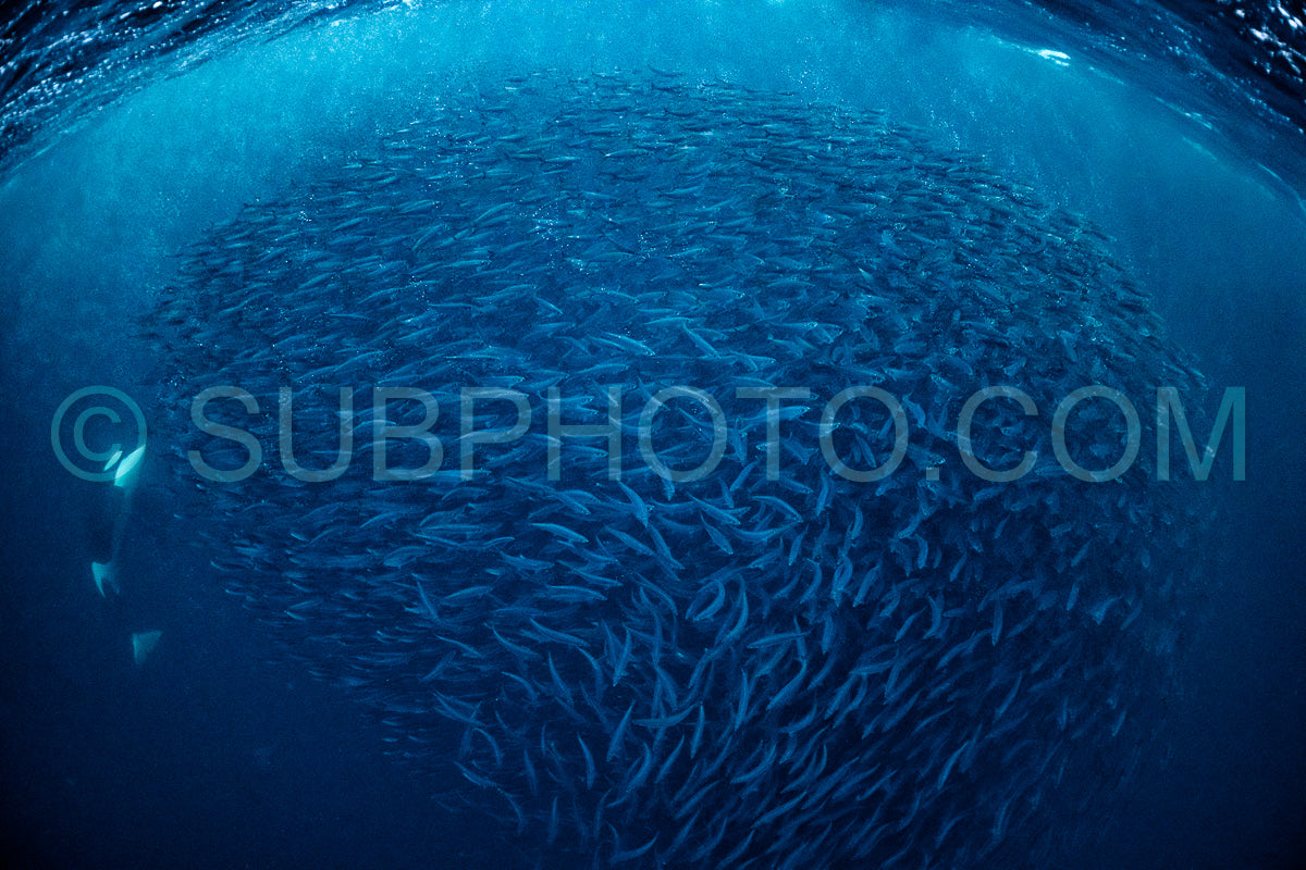 Photo de orques ou épaulards dans le fjord de Kvaenangen en Norvège chassant des harengs