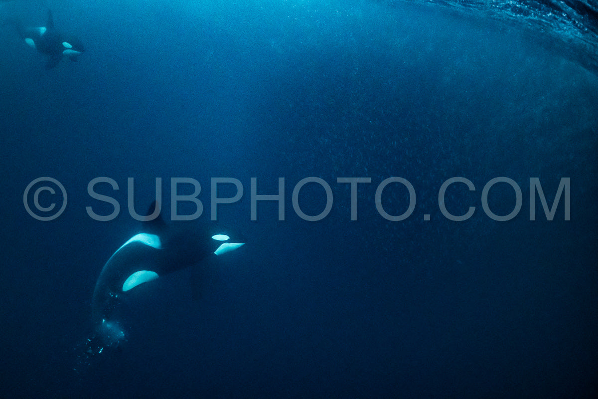 orcas or killer whales in Kvænangen fjord in Norway hunting for herrings