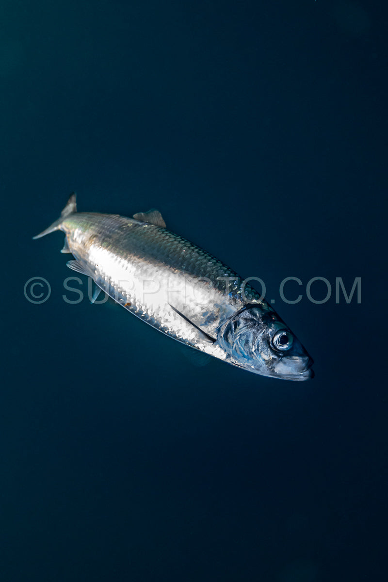 orcas or killer whales in Kvænangen fjord in Norway hunting for herrings