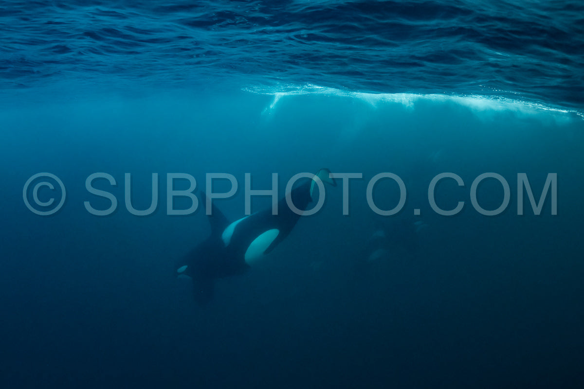 orcas or killer whales in Kvænangen fjord in Norway hunting for herrings