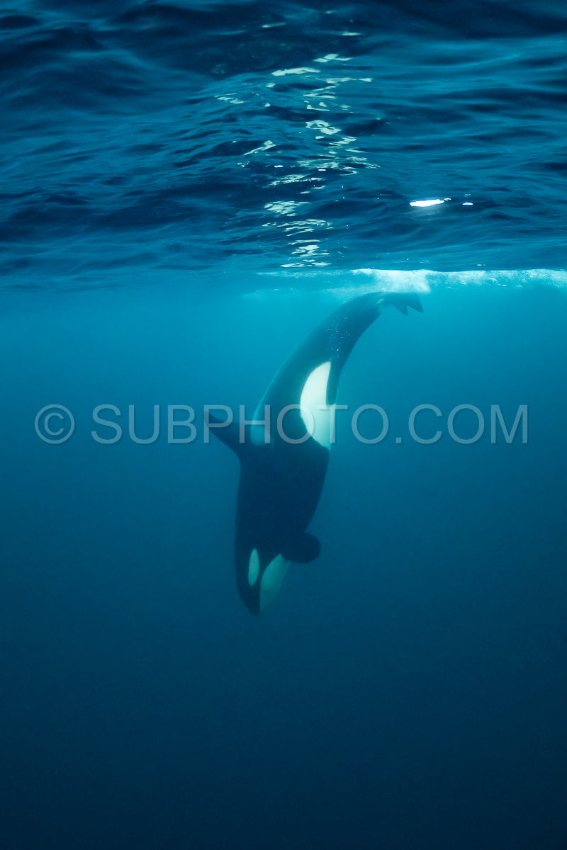 orcas or killer whales in Kvænangen fjord in Norway hunting for herrings