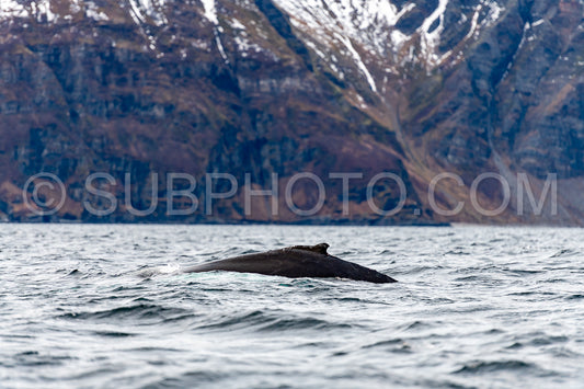 Photo de baleine à bosse dans le fjord de Kvénnangen norvège