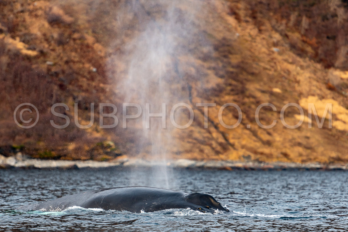Photo de baleine à bosse dans le fjord de Kvénnangen norvège