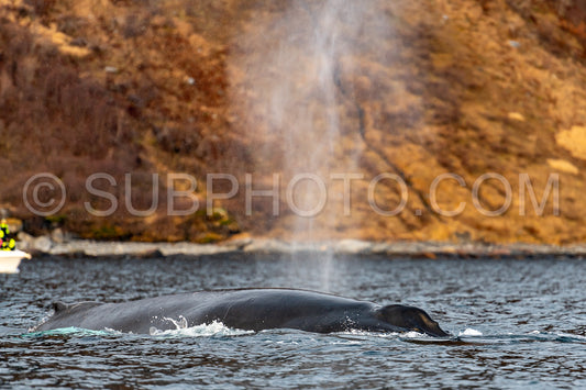 Photo de baleine à bosse dans le fjord de Kvénnangen norvège