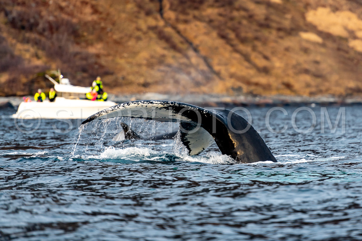 Photo de baleine à bosse dans le fjord de Kvénnangen norvège