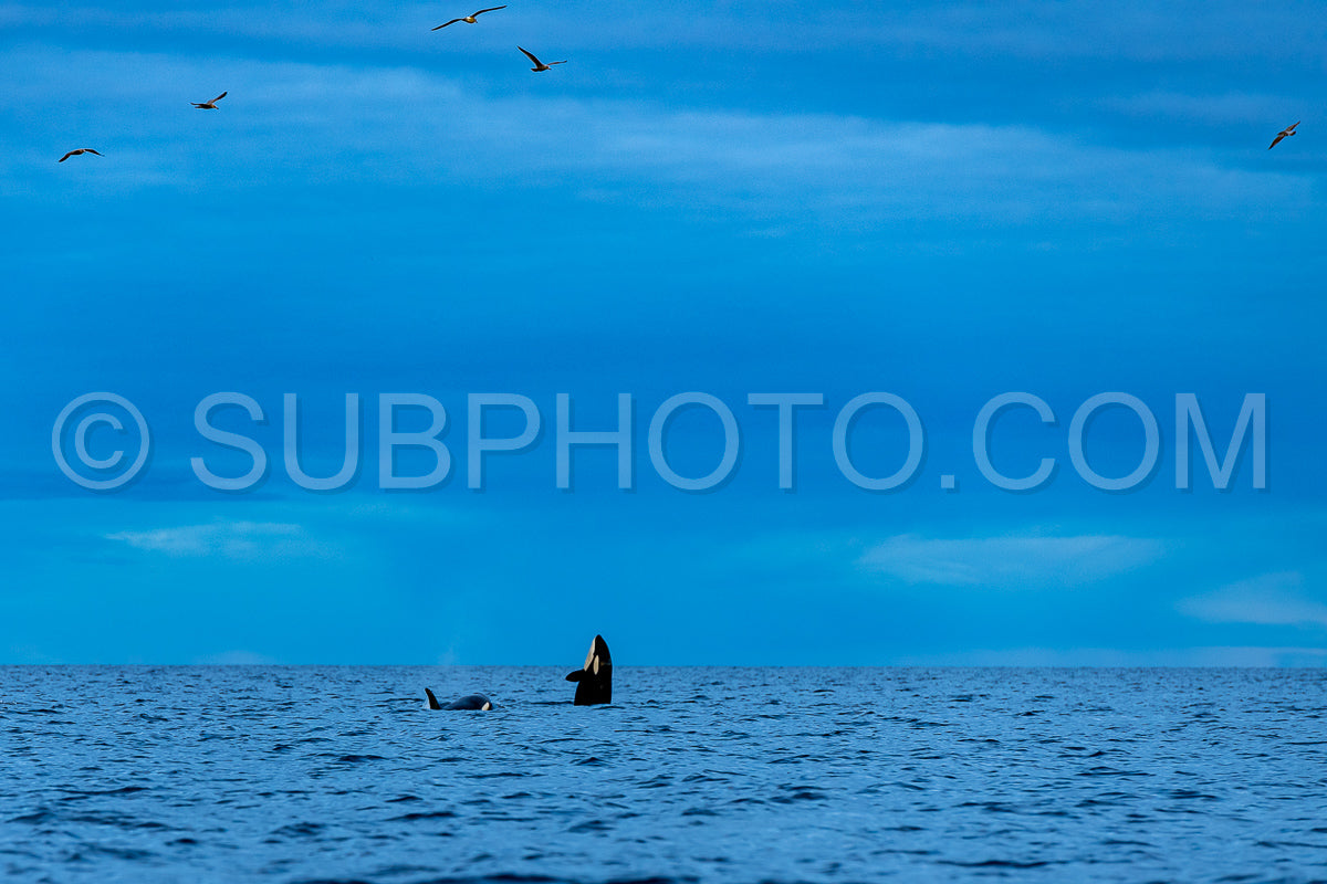Photo de orcas ou orque dans le fjord de Kvénnangen en norvège