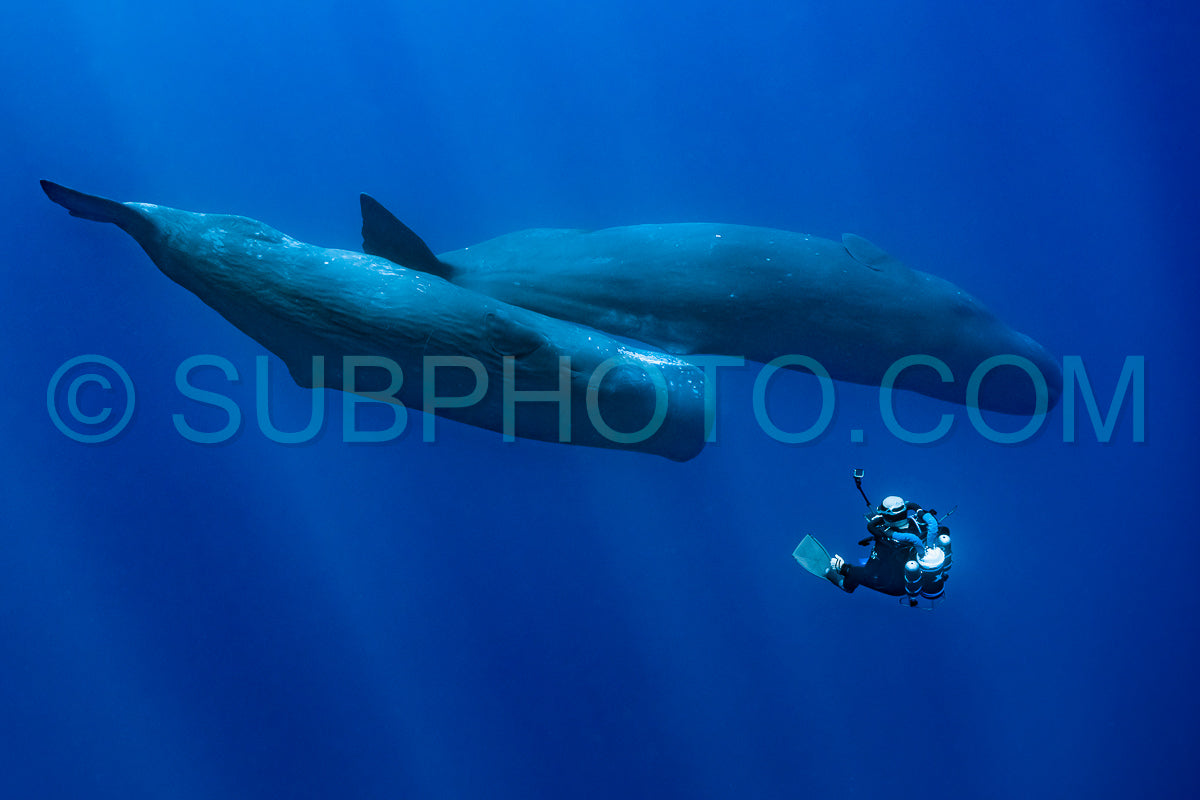 Photo de cachalot autour de l'île Maurice
