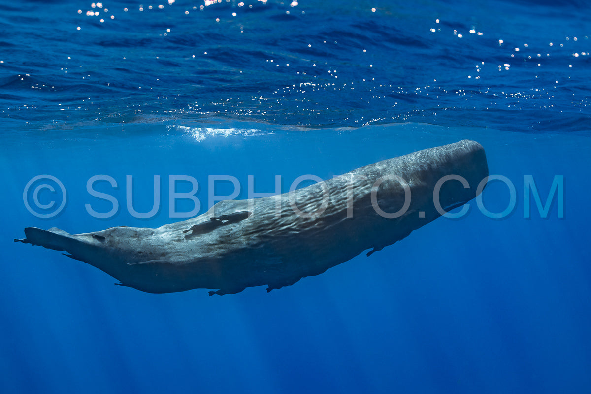 Photo de cachalot autour de l'île Maurice