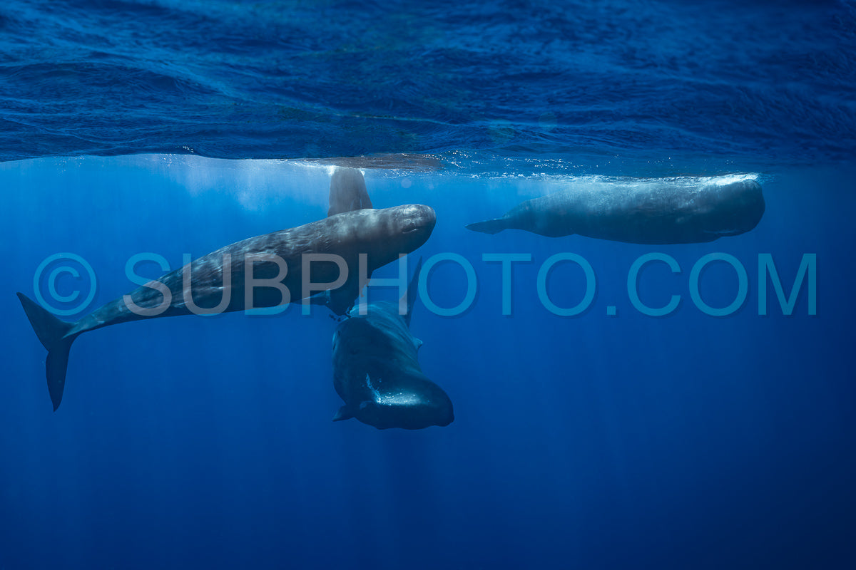 sperm whale or cachalot around the island of Mauritius