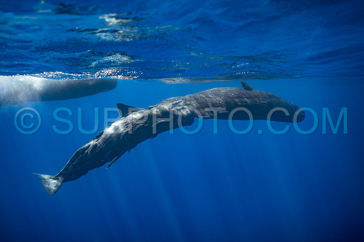 Photo de cachalot autour de l'île Maurice