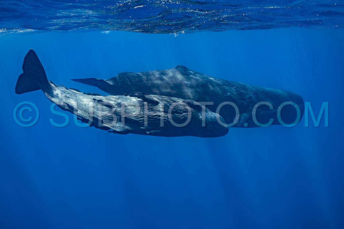 sperm whale or cachalot around the island of Mauritius