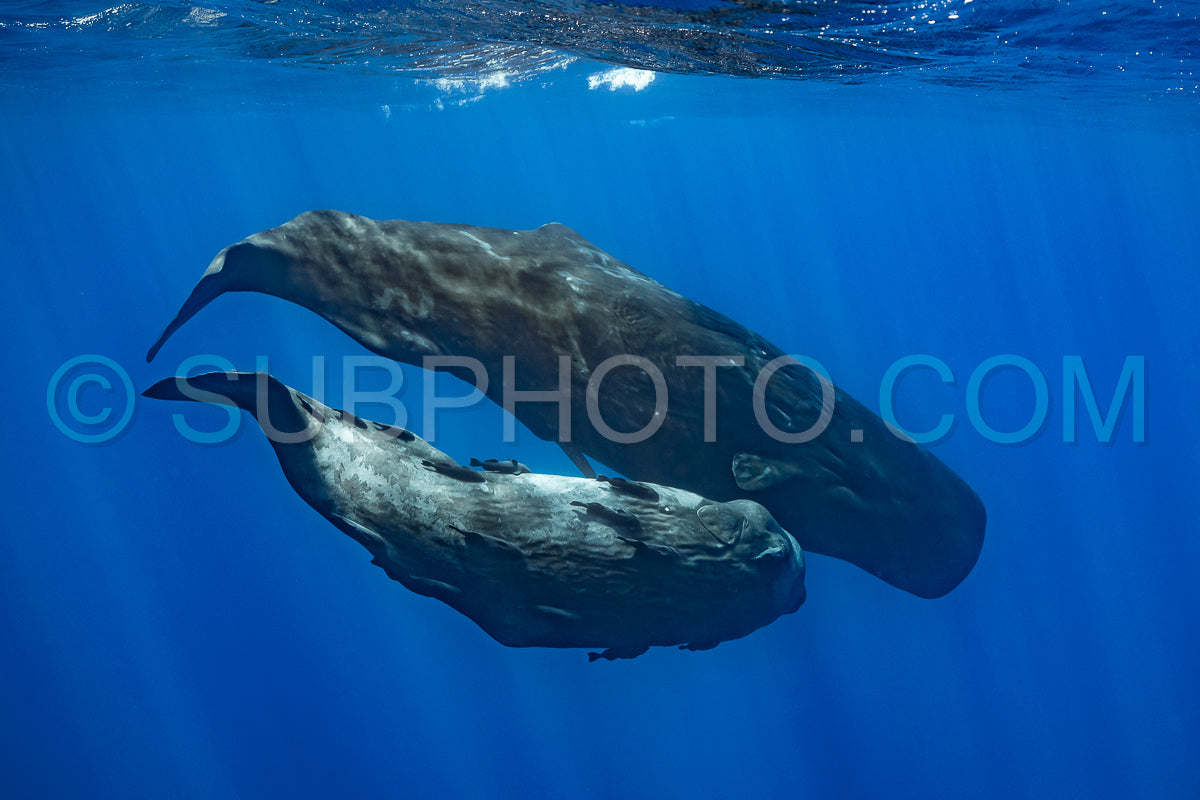 Photo de cachalot autour de l'île Maurice