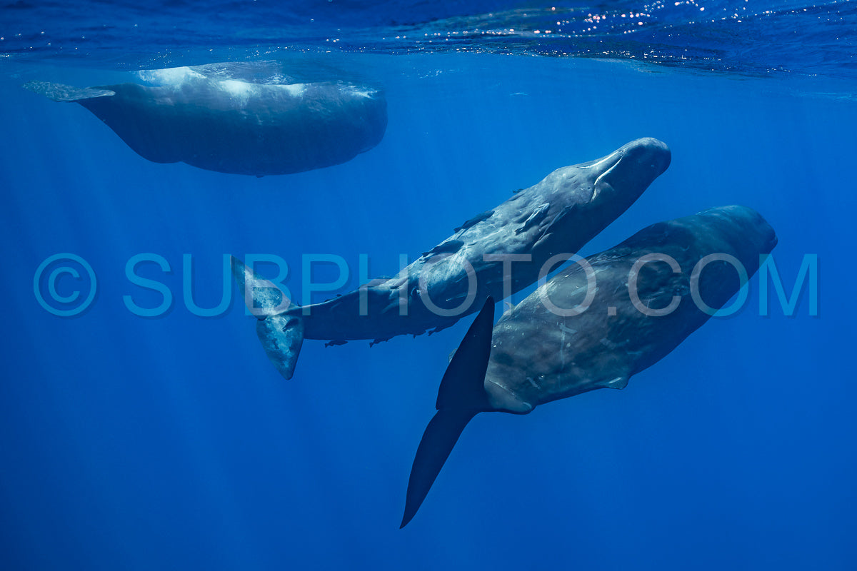Photo de cachalot autour de l'île Maurice