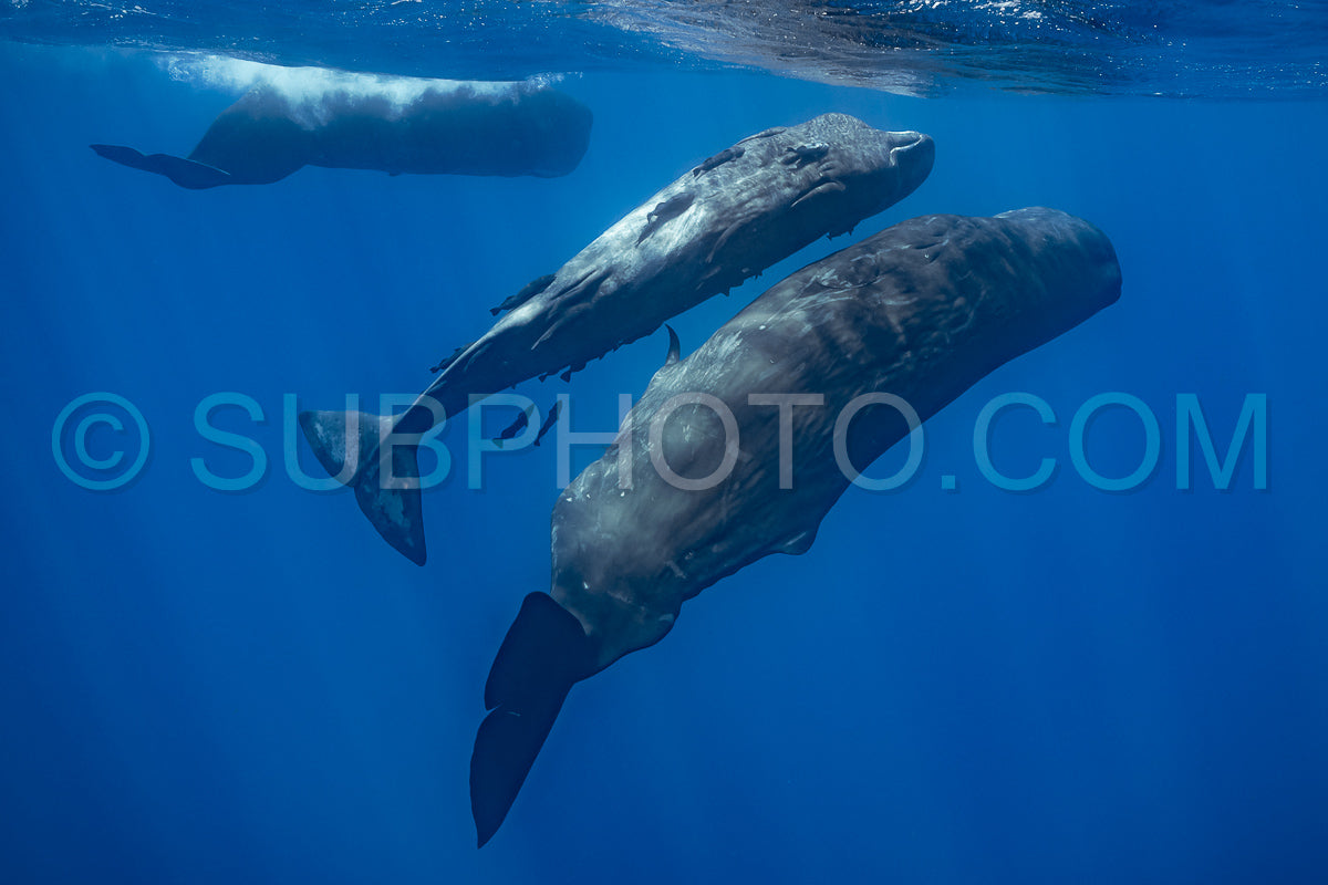 Photo de cachalot autour de l'île Maurice