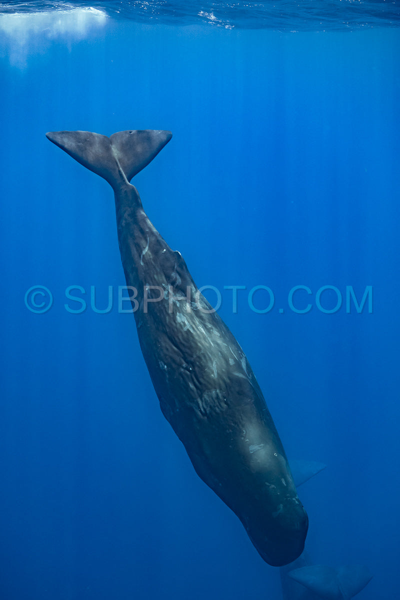 sperm whale or cachalot around the island of Mauritius