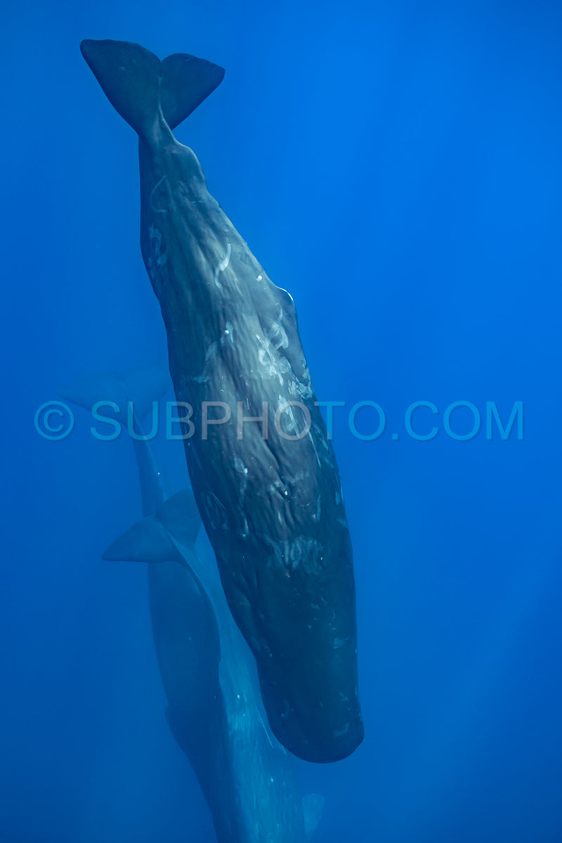 Photo de cachalot autour de l'île Maurice