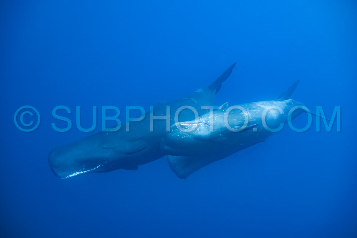 sperm whale or cachalot around the island of Mauritius
