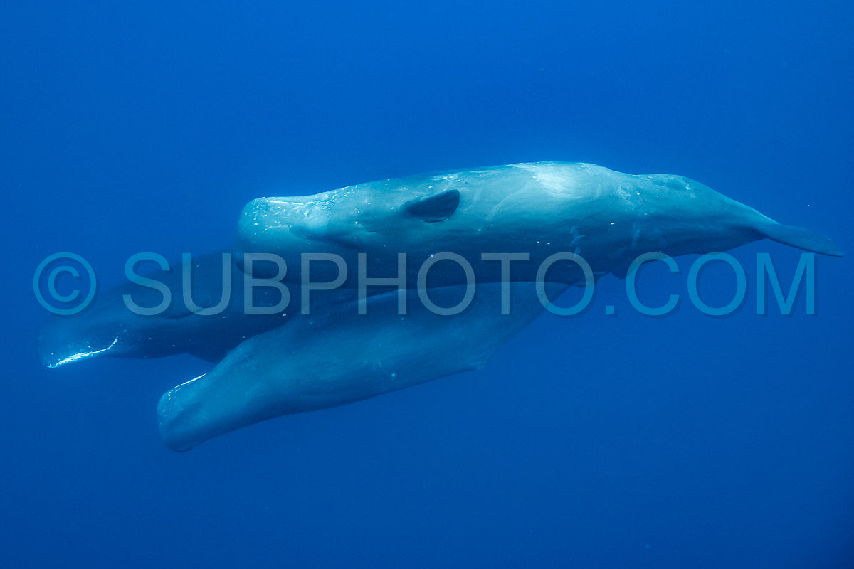 Photo de cachalot autour de l'île Maurice